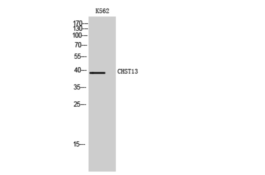 Western Blot - Anti-CHST13 Antibody (C14924) - Antibodies.com
