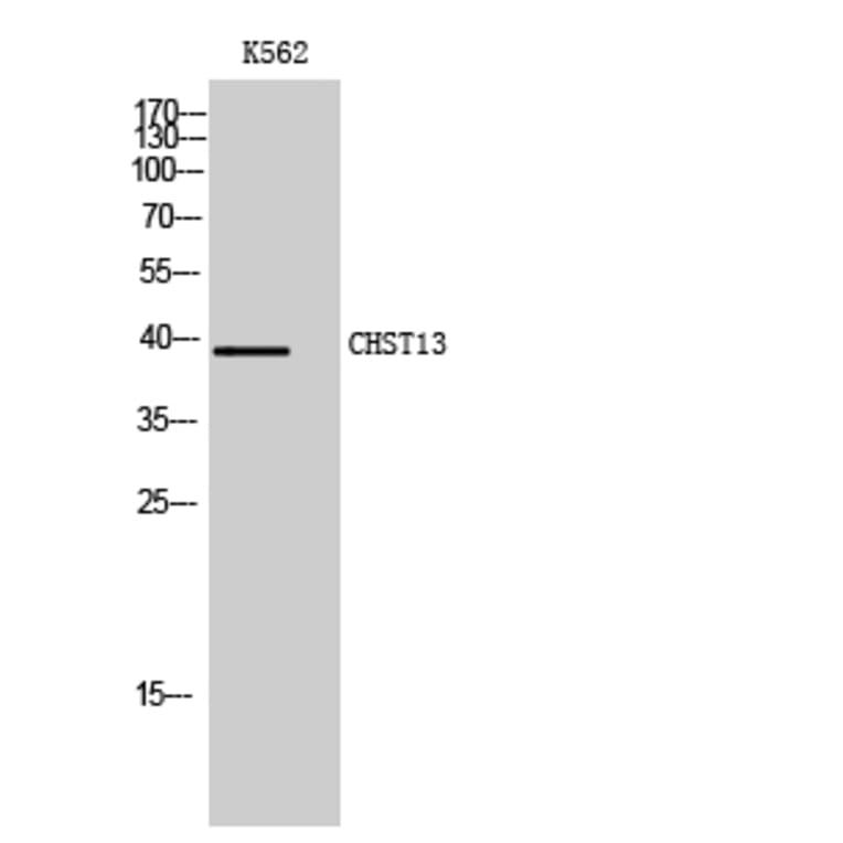Western Blot - Anti-CHST13 Antibody (C14924) - Antibodies.com
