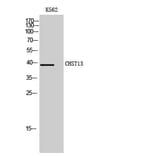 Western Blot - Anti-CHST13 Antibody (C14924) - Antibodies.com