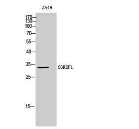 Western Blot - Anti-CGREF1 Antibody (C15028) - Antibodies.com