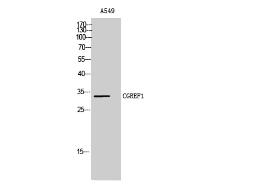 Western Blot - Anti-CGREF1 Antibody (C15028) - Antibodies.com