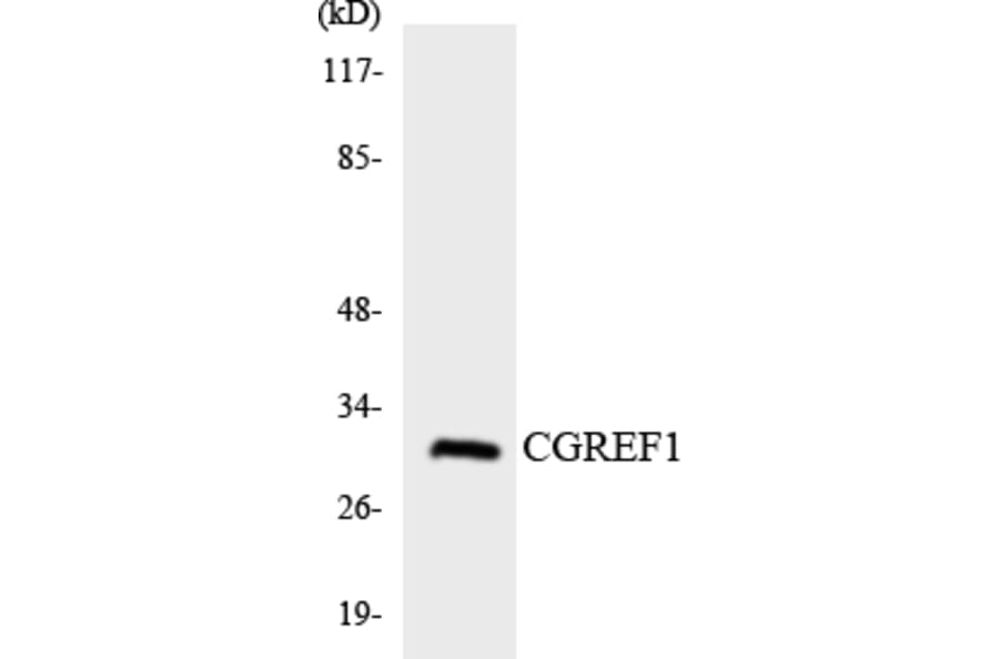Western Blot - Anti-CGREF1 Antibody (R12-2614) - Antibodies.com