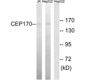 Western Blot - Anti-CEP170 Antibody (C15040) - Antibodies.com