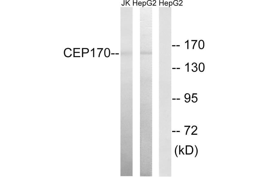 Western Blot - Anti-CEP170 Antibody (C15040) - Antibodies.com