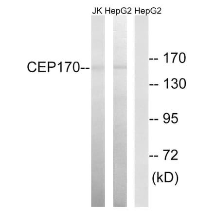 Western Blot - Anti-CEP170 Antibody (C15040) - Antibodies.com