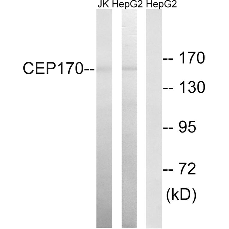 Western Blot - Anti-CEP170 Antibody (C15040) - Antibodies.com