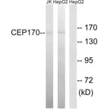 Western Blot - Anti-CEP170 Antibody (C15040) - Antibodies.com