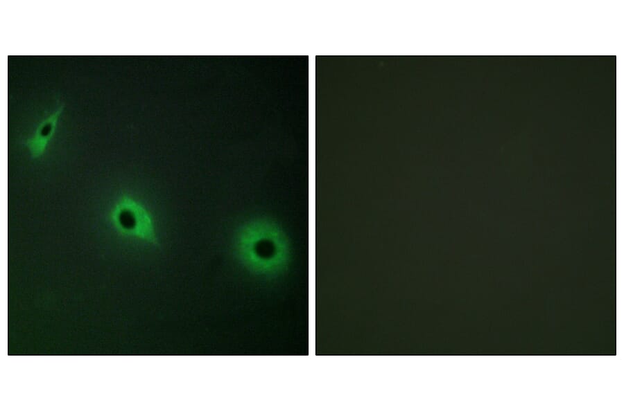 Immunofluorescence - Anti-CELSR3 Antibody (C12184) - Antibodies.com