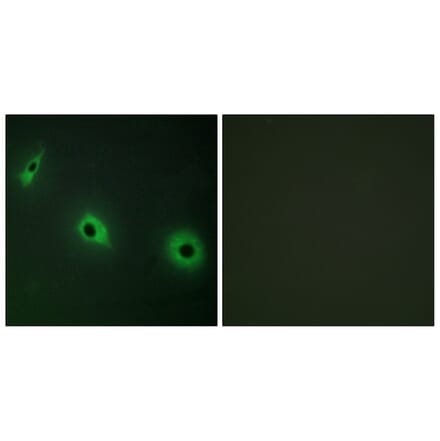 Immunofluorescence - Anti-CELSR3 Antibody (C12184) - Antibodies.com