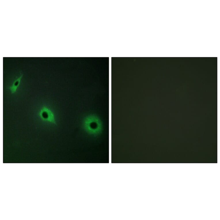 Immunofluorescence - Anti-CELSR3 Antibody (C12184) - Antibodies.com