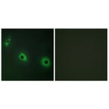 Immunofluorescence - Anti-CELSR3 Antibody (C12184) - Antibodies.com