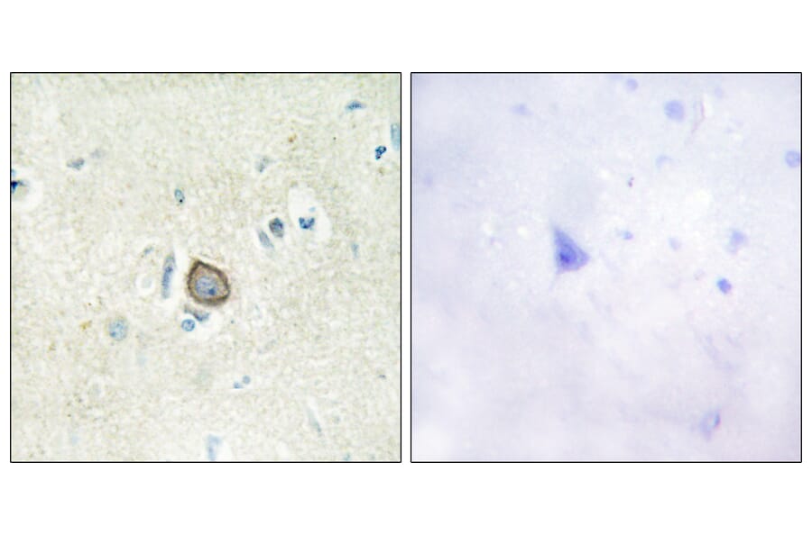 Immunohistochemistry - Anti-CELSR3 Antibody (C12184) - Antibodies.com