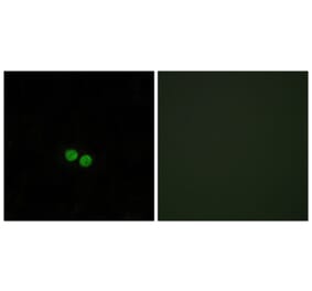 Immunofluorescence - Anti-CDC25C Antibody (B0628) - Antibodies.com