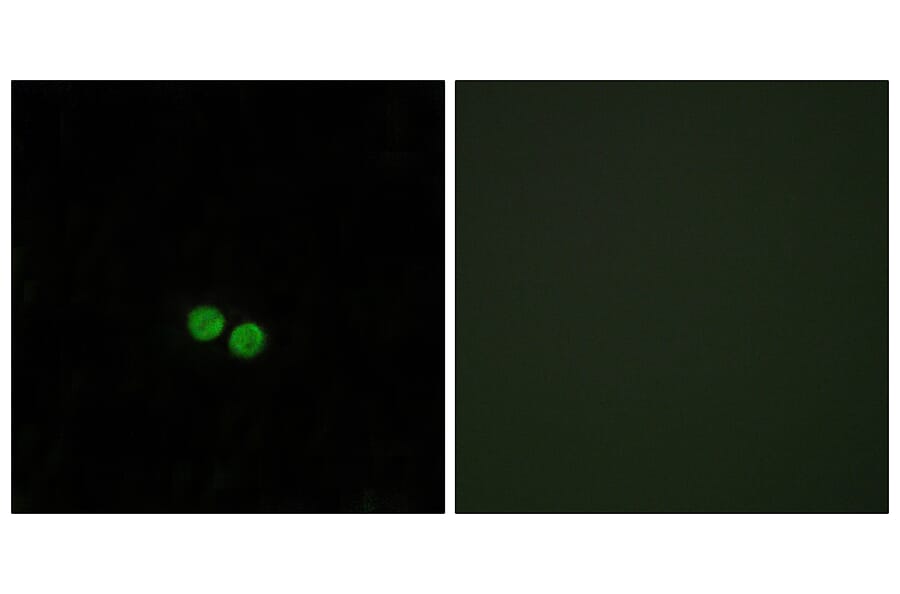 Immunofluorescence - Anti-CDC25C Antibody (B0628) - Antibodies.com