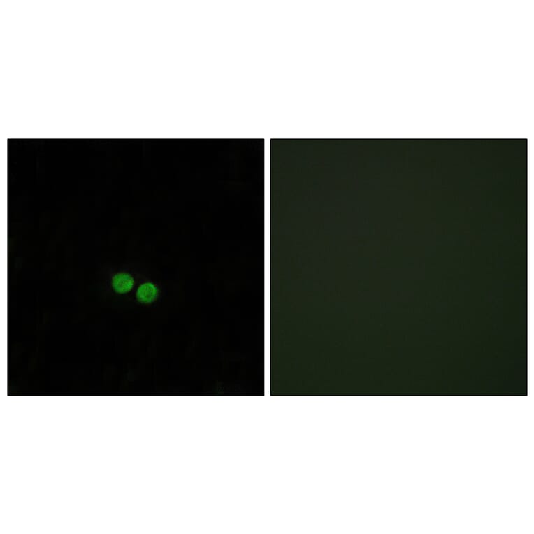 Immunofluorescence - Anti-CDC25C Antibody (B0628) - Antibodies.com