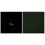 Immunofluorescence - Anti-CDC25C Antibody (B0628) - Antibodies.com