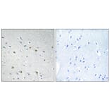 Immunohistochemistry - Anti-CDC25C Antibody (B0628) - Antibodies.com