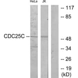Western Blot - Anti-CDC25C Antibody (B7038) - Antibodies.com