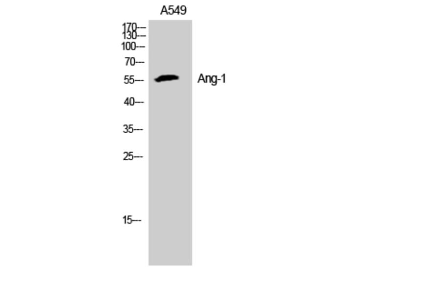 Western Blot - Anti-ANGPT1 Antibody (C30080) - Antibodies.com