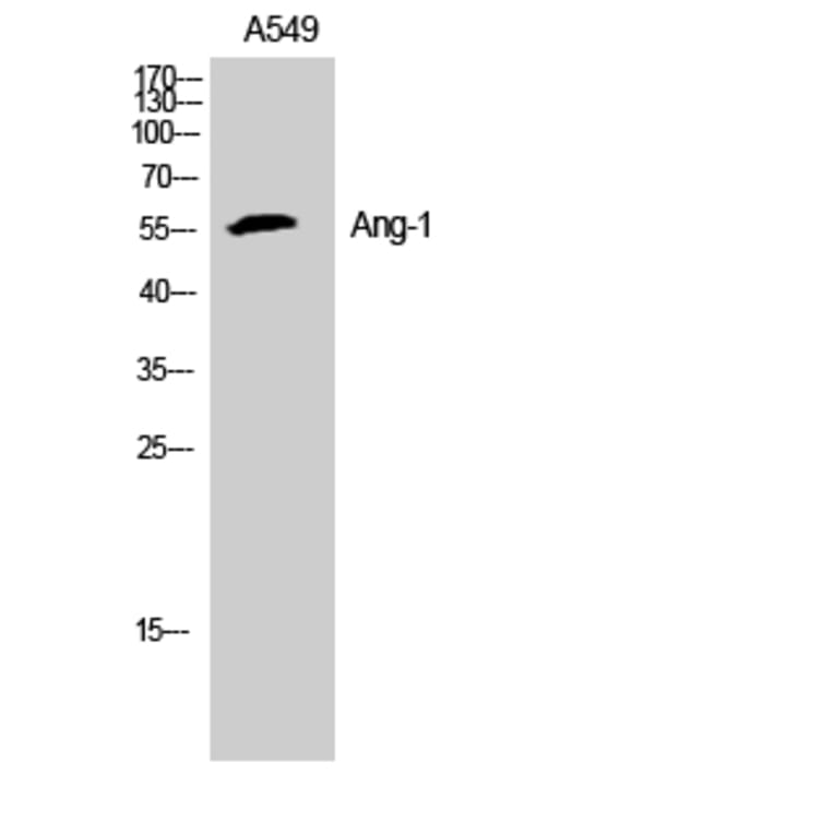 Western Blot - Anti-ANGPT1 Antibody (C30080) - Antibodies.com