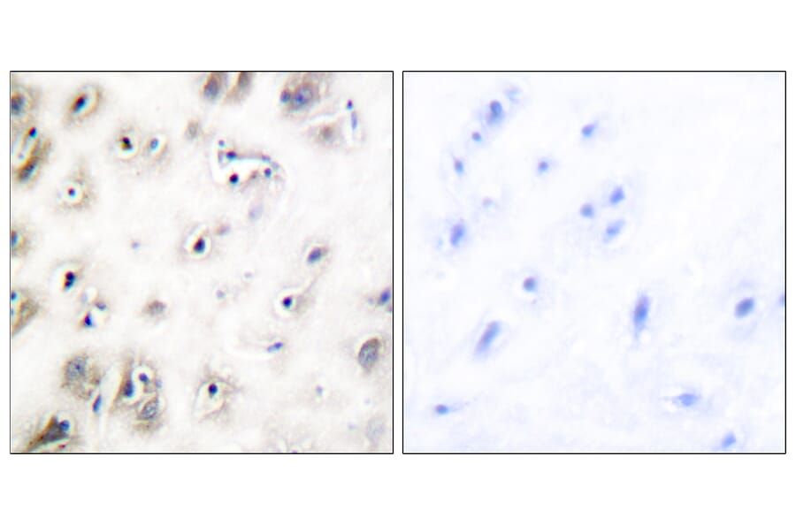Immunohistochemistry - Anti-Amylin Antibody (C0125) - Antibodies.com
