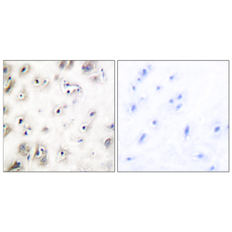 Immunohistochemistry - Anti-Amylin Antibody (C0125) - Antibodies.com