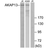Western Blot - Anti-AKAP13 Antibody (C10921) - Antibodies.com