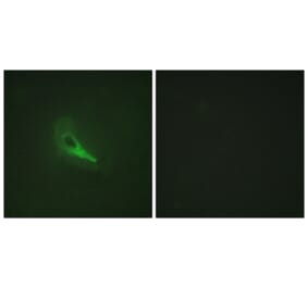 Immunofluorescence - Anti-AKAP12 Antibody (C10861) - Antibodies.com