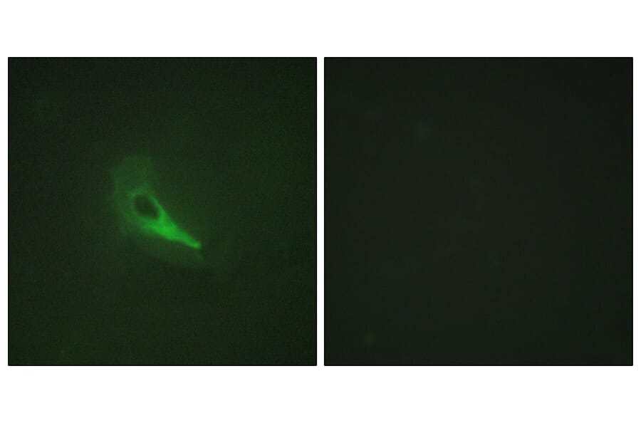 Immunofluorescence - Anti-AKAP12 Antibody (C10861) - Antibodies.com