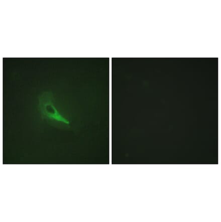 Immunofluorescence - Anti-AKAP12 Antibody (C10861) - Antibodies.com