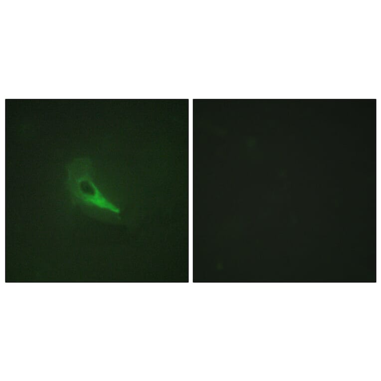 Immunofluorescence - Anti-AKAP12 Antibody (C10861) - Antibodies.com