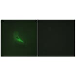 Immunofluorescence - Anti-AKAP12 Antibody (C10861) - Antibodies.com