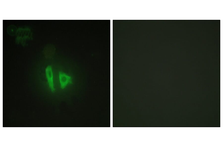 Immunofluorescence - Anti-AKAP11 Antibody (C11868) - Antibodies.com
