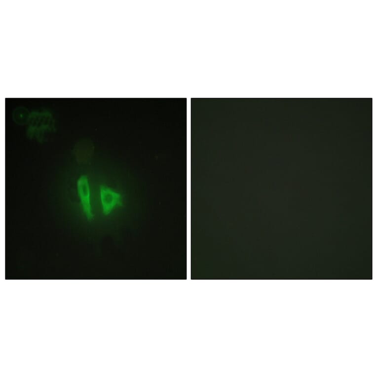 Immunofluorescence - Anti-AKAP11 Antibody (C11868) - Antibodies.com