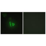 Immunofluorescence - Anti-AKAP11 Antibody (C11868) - Antibodies.com