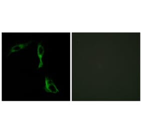 Immunofluorescence - Anti-ADRA1D Antibody (C12029) - Antibodies.com