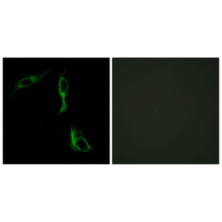 Immunofluorescence - Anti-ADRA1D Antibody (C12029) - Antibodies.com