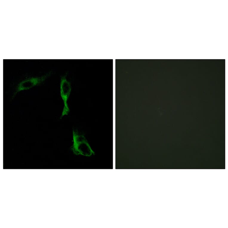 Immunofluorescence - Anti-ADRA1D Antibody (C12029) - Antibodies.com
