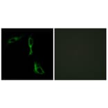 Immunofluorescence - Anti-ADRA1D Antibody (C12029) - Antibodies.com