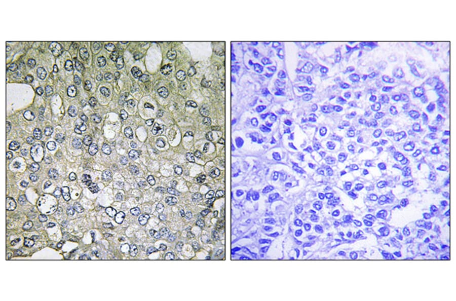 Immunohistochemistry - Anti-ADRA1D Antibody (C12029) - Antibodies.com