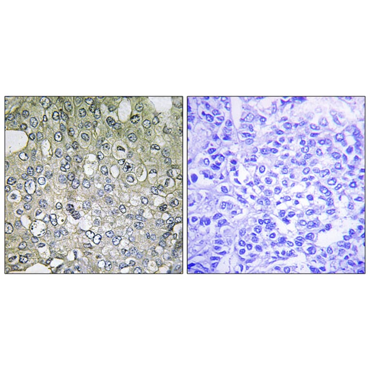 Immunohistochemistry - Anti-ADRA1D Antibody (C12029) - Antibodies.com
