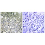 Immunohistochemistry - Anti-ADRA1D Antibody (C12029) - Antibodies.com