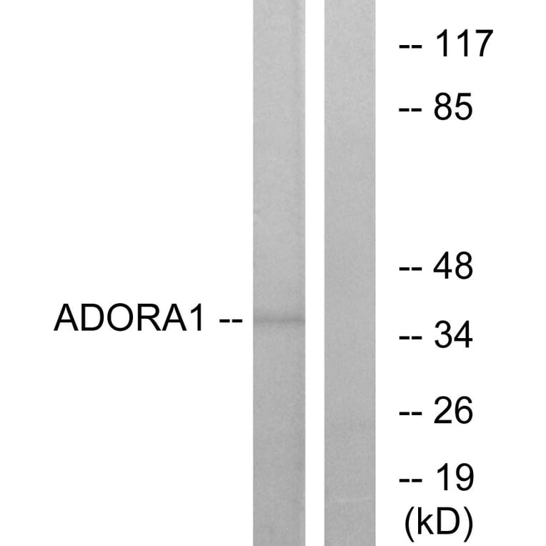 Western Blot - Anti-ADORA1 Antibody (G201) - Antibodies.com