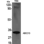 Western Blot - Anti-ABCC13 Antibody (C18078) - Antibodies.com