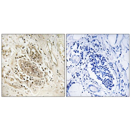 Immunohistochemistry - Anti-POLE1 Antibody (C15409) - Antibodies.com