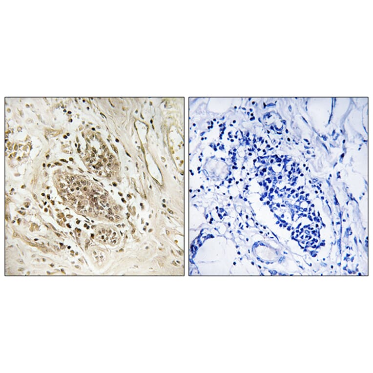 Immunohistochemistry - Anti-POLE1 Antibody (C15409) - Antibodies.com