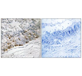 Immunohistochemistry - Anti-GCHFR Antibody (C15997) - Antibodies.com