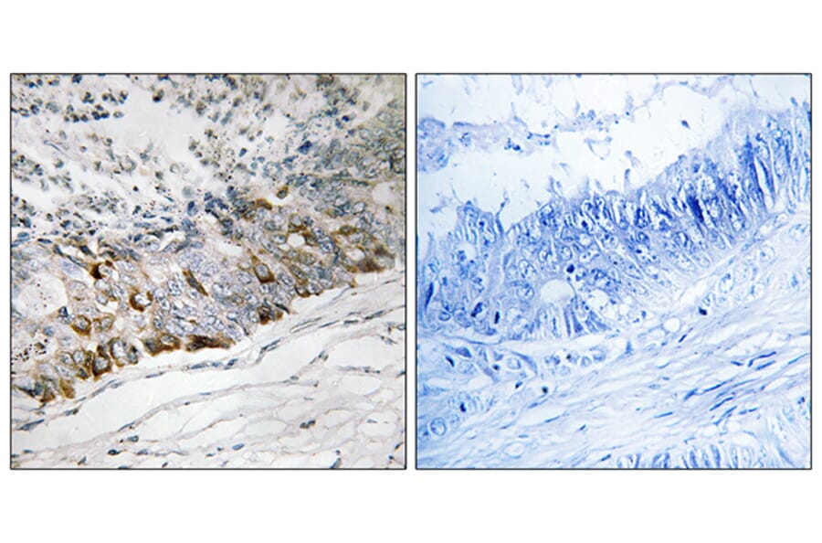 Immunohistochemistry - Anti-GCHFR Antibody (C15997) - Antibodies.com