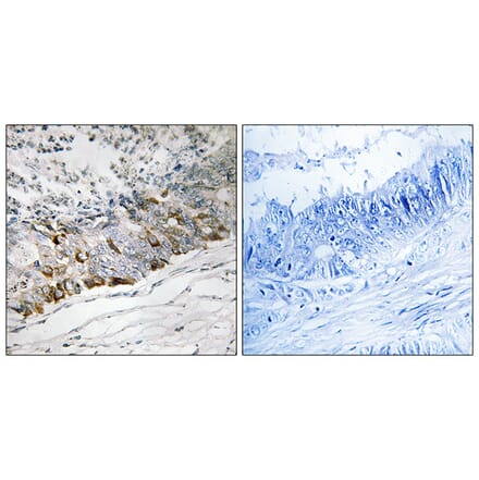 Immunohistochemistry - Anti-GCHFR Antibody (C15997) - Antibodies.com