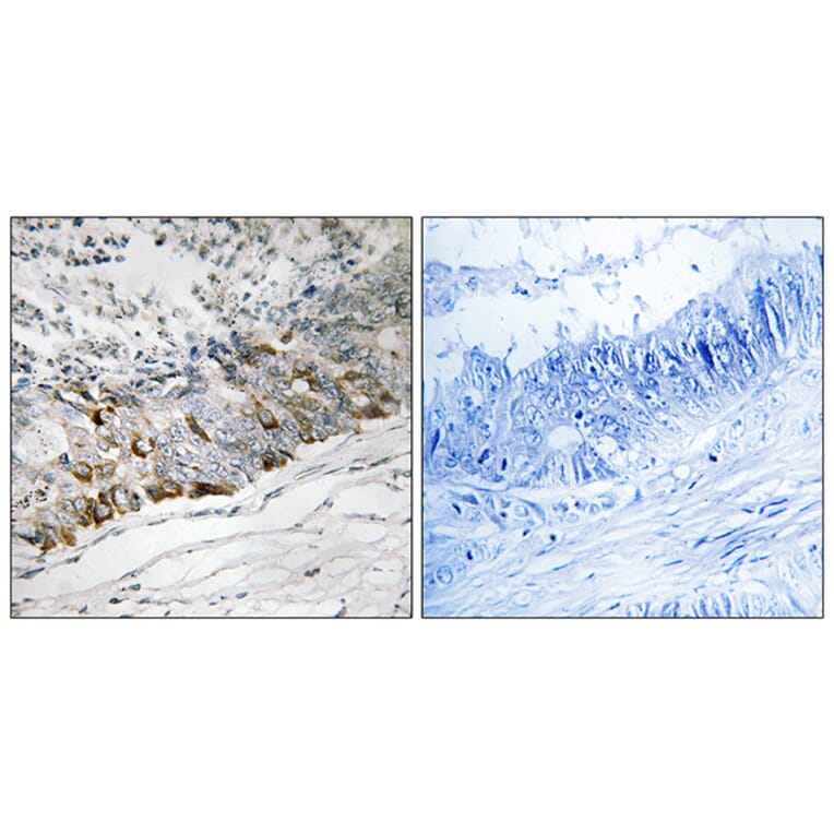 Immunohistochemistry - Anti-GCHFR Antibody (C15997) - Antibodies.com